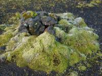 Moos umschließt die Lavasteine bei Laufskálavarða